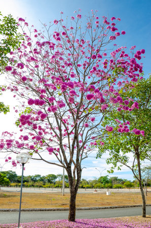 Tabebuia rosa or pink pumpet tree also known as IpÃª Roxo in Brazilの写真素材
