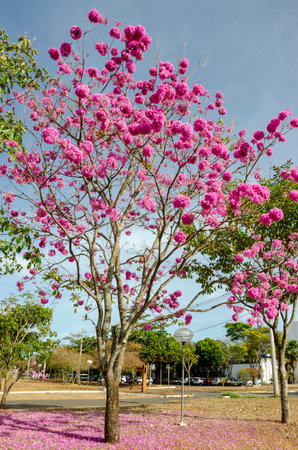 Tabebuia rosa or pink pumpet tree also known as Ipê Roxo in Brazilの写真素材