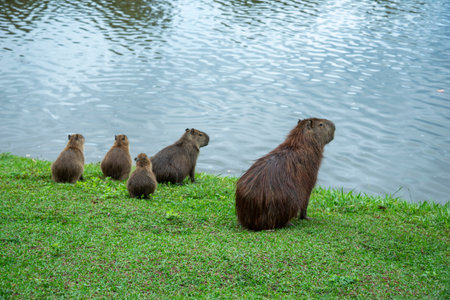 Capybara (Hydrochoerus hydrochaeris) in the park