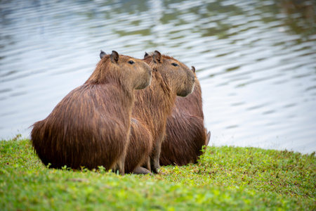 Capybara (Hydrochoerus hydrochaeris)の写真素材