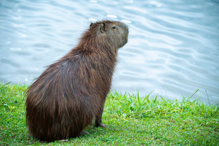 Capybara (Hydrochoerus hydrochaeris)