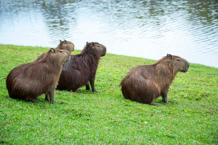 Capybara (Hydrochoerus hydrochaeris)の写真素材