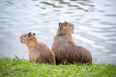 Capybara (Hydrochoerus hydrochaeris)の写真素材