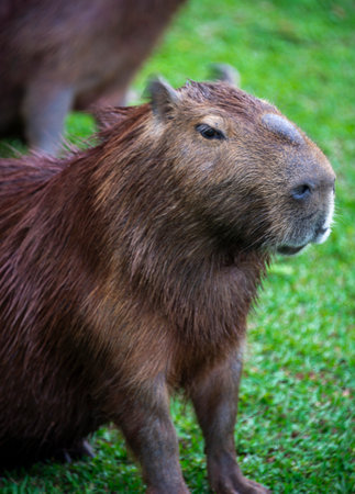 Capybara (Hydrochoerus hydrochaeris)の写真素材