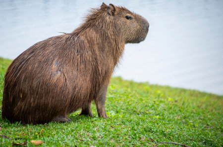 Capybara (Hydrochoerus hydrochaeris)の写真素材