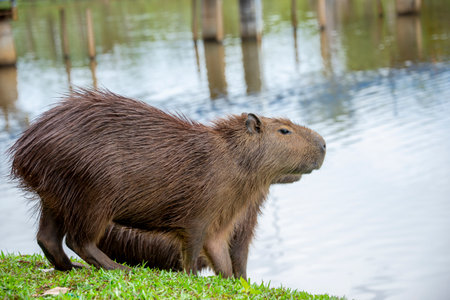 Capybara or Hydrochoerus hydrochaeris is a large rodent in the family Hydrochoeridae.の写真素材