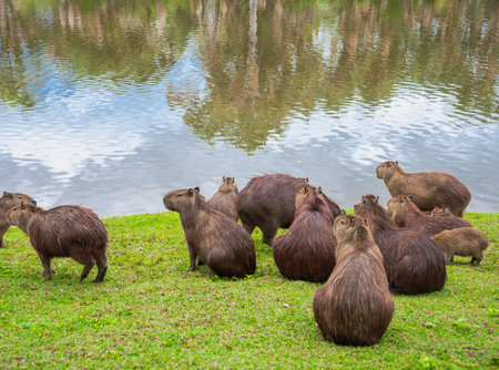 Capybara (Hydrochoerus hydrochaeris) in the parkの写真素材