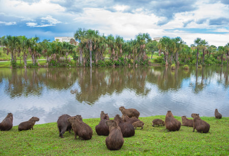 Capybara (Hydrochoerus hydrochaeris) in the parkの写真素材