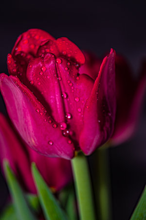 Beautiful tulips with dew drops on a black background.の写真素材