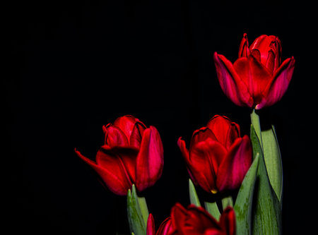 Red tulips on a black background with space for your text.の写真素材
