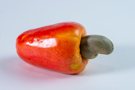 Cashew fruit on white background. (Anacardium occidentale)の写真素材