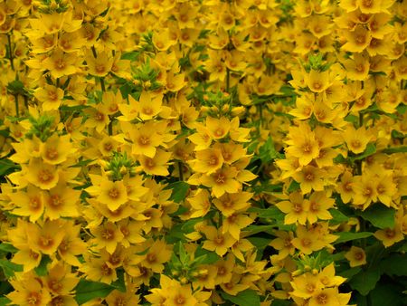 Yellow flowers background         の写真素材