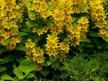Close up of yellow flowers       の写真素材