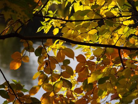 River and autumn branch     の写真素材