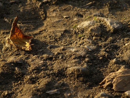 Closeup of old path in the autumn forest      の写真素材