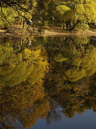Old  pond and autumn trees reflected         の写真素材