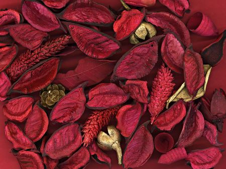 Background of red and golden leafs, petals and  cones       の写真素材