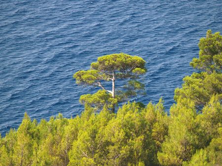 Pine against seaの写真素材