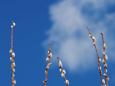 Pussy willow against spring bright blue sky and cloudsの写真素材