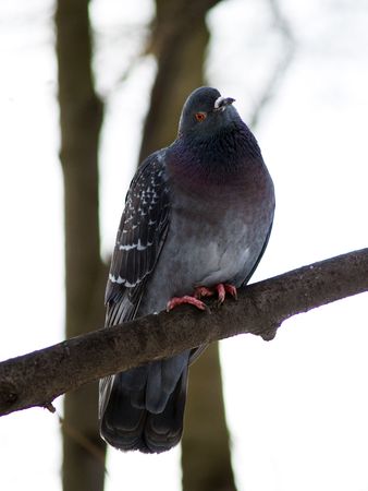 Wild pigeon on a tree in springの写真素材