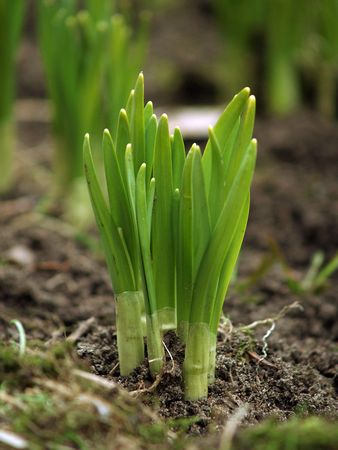 Just planted flowers closeupの写真素材