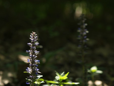 Flowers on Sunligted glade