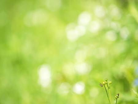 Meadow flowersの写真素材