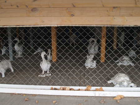 plaster animalsn behind white Couplingsの写真素材