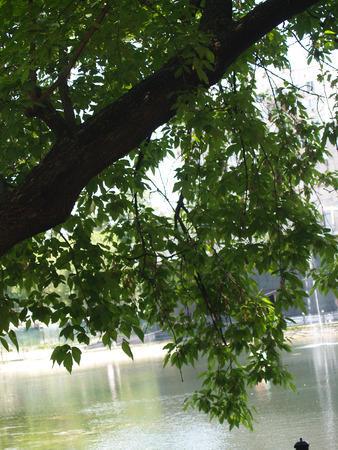 Summer Tree near urban pondの写真素材