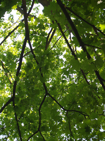 Leaves and branches against blur spring skyの写真素材