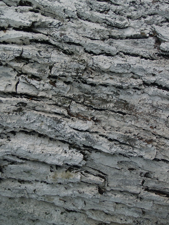 Tree bark white coloredの写真素材