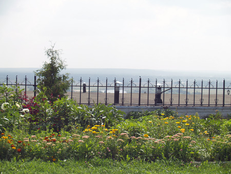 Flowers on a meadowの写真素材
