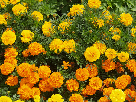 Flowers on a meadowの写真素材