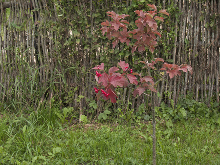 Red berries on a red bush near fenceFlowers on a meadowの写真素材
