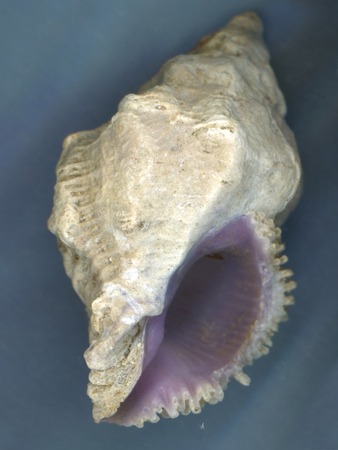 Close up of shell against blue fabricの写真素材