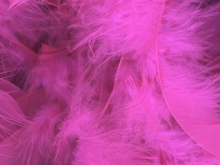 Soft and fluffy pink feather backgroundの写真素材