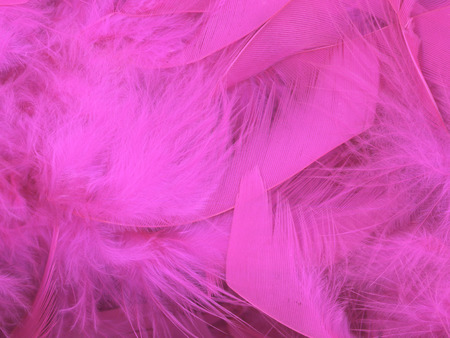 Soft and fluffy pink feather backgroundの写真素材