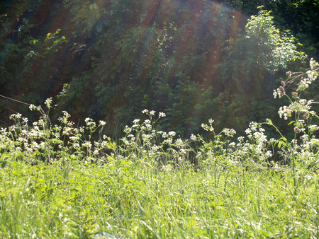 Summer meadow with white flowersの写真素材