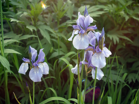 Irises at the flower bed sun lightedの写真素材