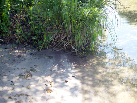 Snake at sandy coastr of the lakeの写真素材