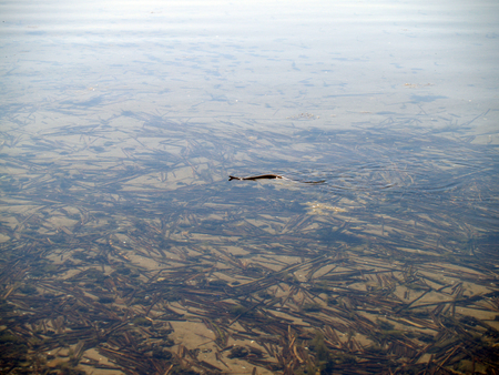 Snake in a water of the lakeの写真素材