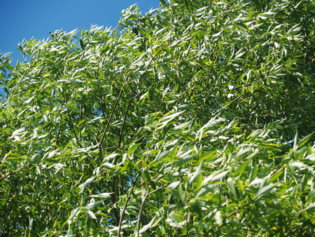 Willow leaf backgroundの写真素材
