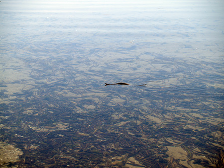 Snake in a water of the lakeの写真素材