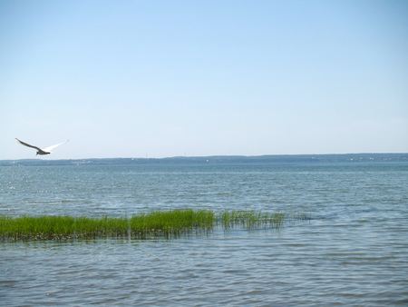 Grass island in a water of the lakeの写真素材