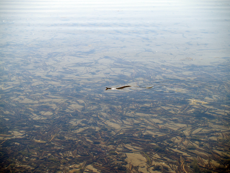 Snake in a water of the lakeの写真素材