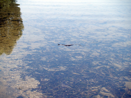 Snake in a water of the lakeの写真素材