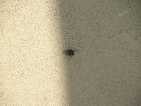 fly on a surface of textured stuck wallの写真素材
