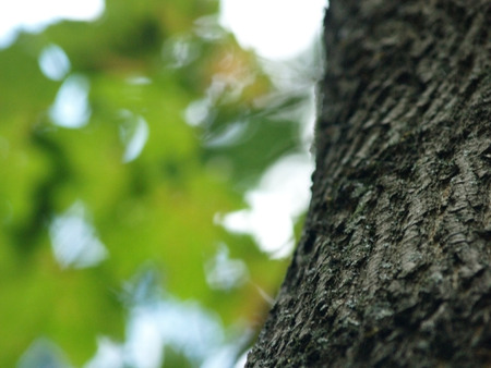 Defocused lives and tree trunk in summer park