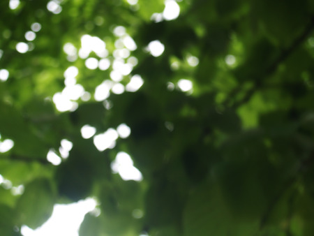 blurred summer compositon with trees and metallic framesの写真素材