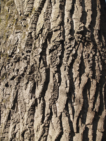 The beautiful  bark of tree with deep crinkles and green mossの写真素材